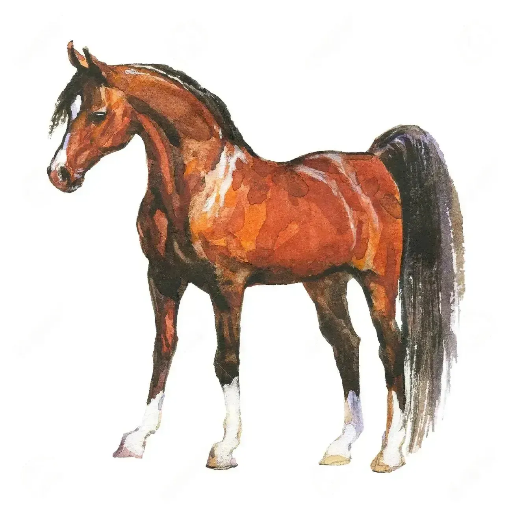Horse Image